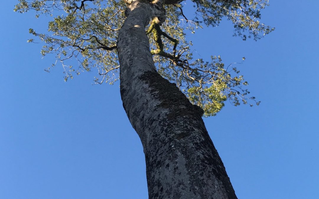 El viejo árbol se lo llevó