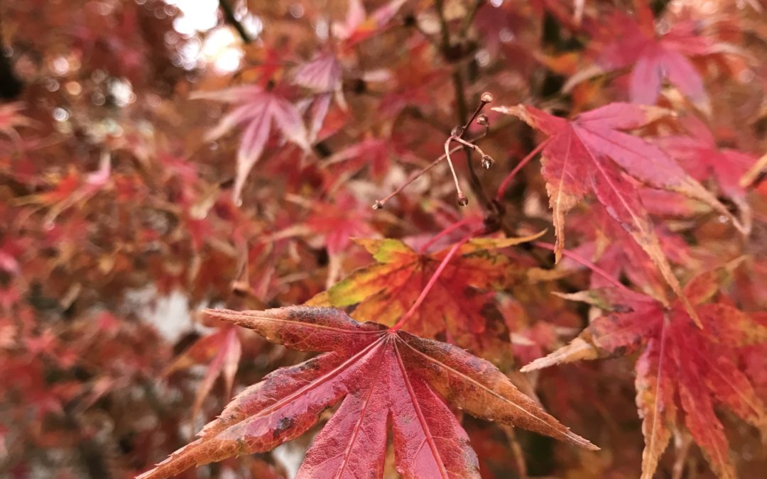 Hoja de Otoño